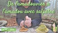 De l'amadouvier à l'amadou avec salpêtre