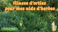 Filasse d'orties pour mes nids d'herbes
